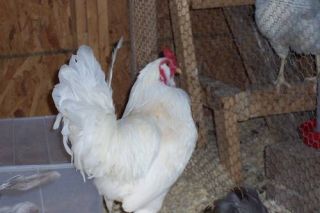 Ameraucana Chicken Eggs for Hatching Easter Eggers