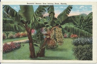 Antique Postcard Banana Tree Bearing Fruit Florida FL