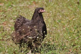 12+ Greenfire Farms Chocolate Orpington Hatching Eggs   RARE