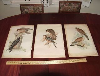 RARE 3 Edward Lear John Gould 1832 37 Lithograph Birds of Europe