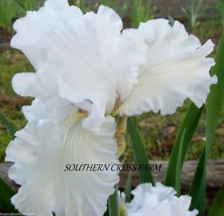 Iris Tall Bearded Skating Party Large White Blooms