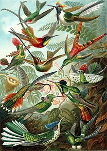 color plate illustration from ernst haeckel s kunstformen der natur