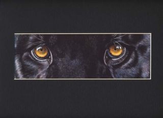 Akiko O E Print Black Panther Eyes Big Cats Painting 9x12