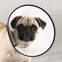 LARGE Elizabethan Collar E Medical Cone Dog Grooming e collar ~L