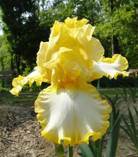 Tall Bearded Notta Lemon Iris Pronounced Fragrance 10 Perennial