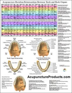 Dental Acupuncture Relationships Between Teeth and Areas of The Body