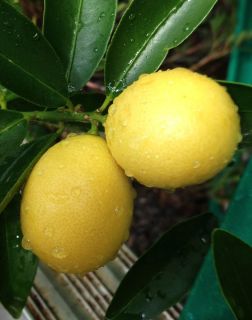 Limequat Eustis Grafted Citrus Easy to Grow 3 Gallon