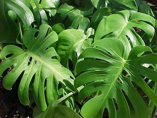 Philodendron Split Leaf Monstera deliciosa Folage Plant [PF008]