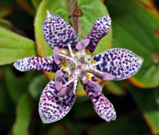 Tricyrtis Hirta Toad Lily Seeds Exotic Look EASY2GROW