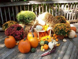 Fall Pumpkins and Gourds 588x441
