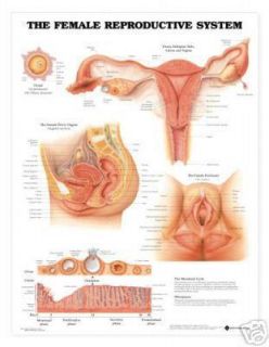 Female Reproductive System Chart Charts Model Anatomy