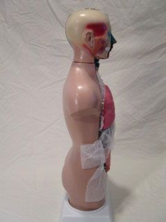 Male Human Torso Model Anatomical Anatomy 16 5 Tall