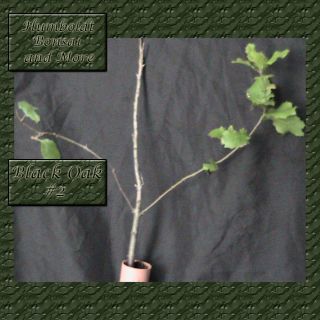  Oak Live Tree Great For Bonsai Evergreen From Seed shrubs seeds plant