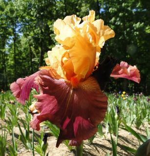Tall Bearded Noble Dragon Iris Fragrant Rosy Terracotta 03 Perennial