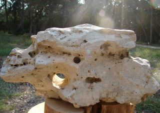 Extra Large TX Holey Limestone Cichlid Aquarium Rock 13 F