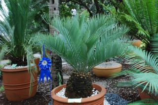 Blue Encephalartos Eugene Maraisii Live RARE Cycad Palm Plant Cactus