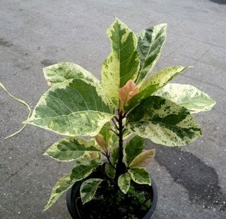 Fig Variegated Ficus Racemosa RARE Form 1 Plant
