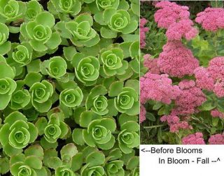 Pink or Rust Sedum Perennial Fall Blooming Plant Now for Spring Growth