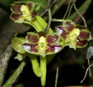 Blooming Size Dendrobium Panduriferum Species Orchid