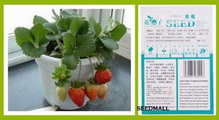 Good Strawberry Ornamental Fruit Seed Garden Decor 50pcs 1 Bag