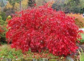 Red Lace Leaf Japanese Maple Acer Palmatum Atropurpureum Dissectum