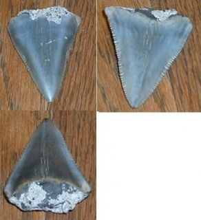 Fossil Megalodon Shark Tooth Folly Beach South Carolina Charleston