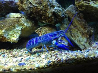 Australian Redclaw Crayfish Freshwater Lobster