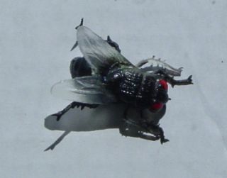 One Dozen Realistic Rubberized Creepy Flies Flies L K