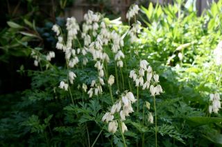  Bleeding Heart Aurora 100 White Flowers All Summer Shade Plant
