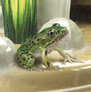Planet Frog by Uncle Milton Live Tadpole Pond Enviroment Habitat Watch