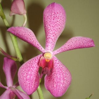 Mokara Annie Koo x Fuchs Delight Orchid Vanda Previously Bloomed