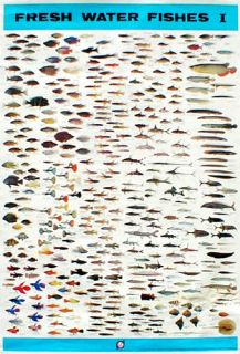 Aquarium Fish Posters Your Choice 20 Out of 64 Koi Arowana Discus