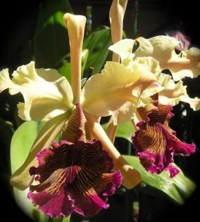 South America Dowiana Aurea Cattleya Orchid Species