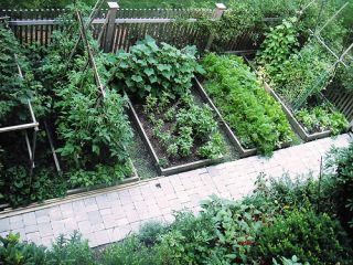 25 Heirloom Vegetable Garden Seeds Non GMO Hybrid Organic Survival