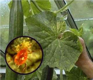 To control Red Spider Mite in your greenhouse or conservatory 