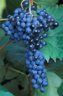 25) Frontenac Grape Cuttings   Cold Hardy Hybrid Red Wine Grapevine
