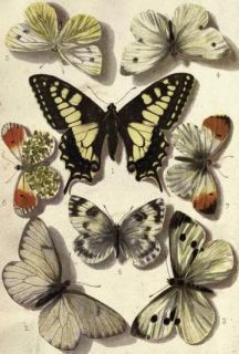 Moths & Butterflies LEPIDOPTERA HETEROCERA Butterfly Moth on CD