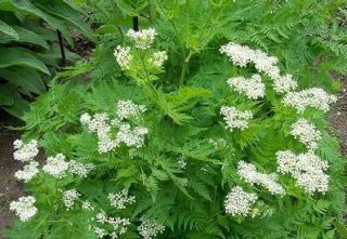Anise Great Garden Herb or Vegetable Heirloom 500 Seeds