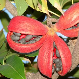 Live Colorful Kapoh Flowering Wild Almond Tree Seedling