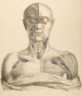 HERE IS A BEAUTIFUL REPRODUCTION PRINT OF VINTAGE ANATOMICAL SURGICAL