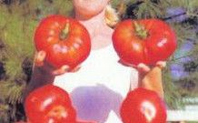 Giant Delicious Tomato Non GMO Heirloom 10 Vegetable Seeds World