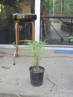 Giant Sequoia Redwood Tree One Gallon Plant Fully Rooted