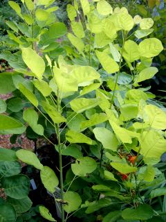 golden leaved form of Smoketree, a new introduction from Europe