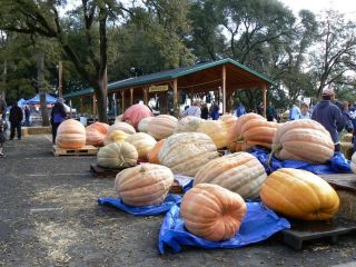 Giant 5 Atlantic Pumpkin Seeds Record Weight 1166