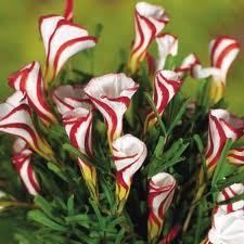 Live Candycane Plants Oxalis Grand Duchess Versicolor Perennial
