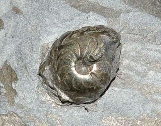 Praeglyphioceras Kielcense Devonian Pyritized Ammonoid