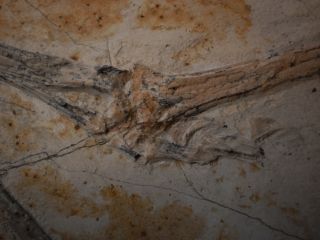 Sinopterus Dongi Fossile Fossil Pterosaur China Top