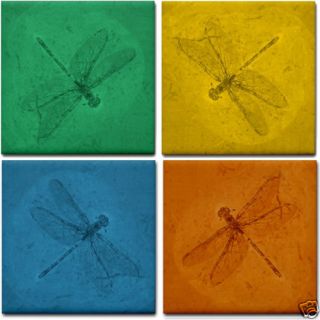 Set 4 Color Dragonfly Fossil Stone Ceramic Tiles New