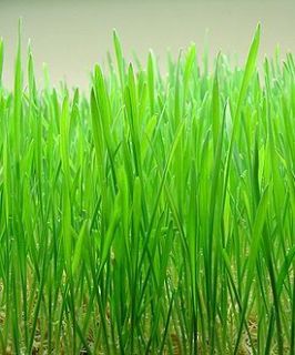 Wheatgrass Wheat Grass Cat Grass 1 lb Seeds GroCo