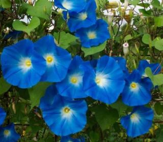 Heavenly Blue Morning Glory 50 Seeds Large Blue Flowers Bonus Seeds